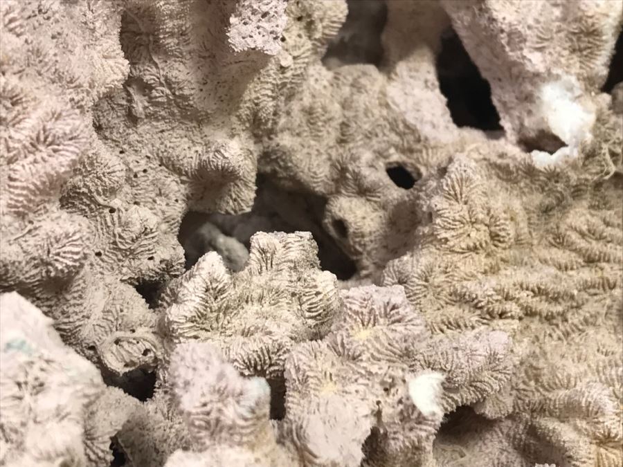 Organic Coral Sculpture On Acrylic Base [Photo 13]