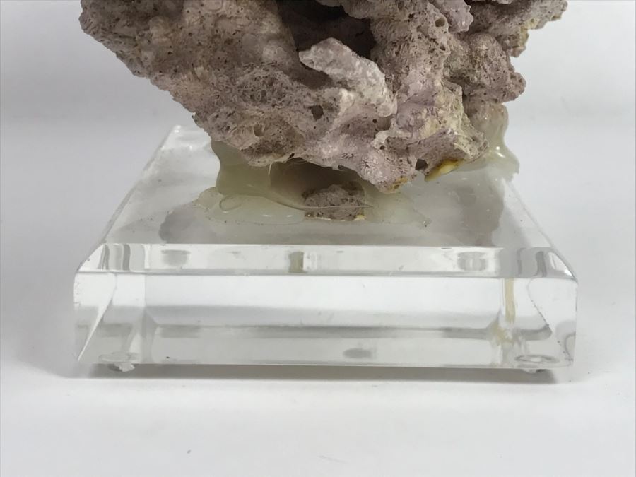 Organic Coral Sculpture On Acrylic Base [Photo 15]