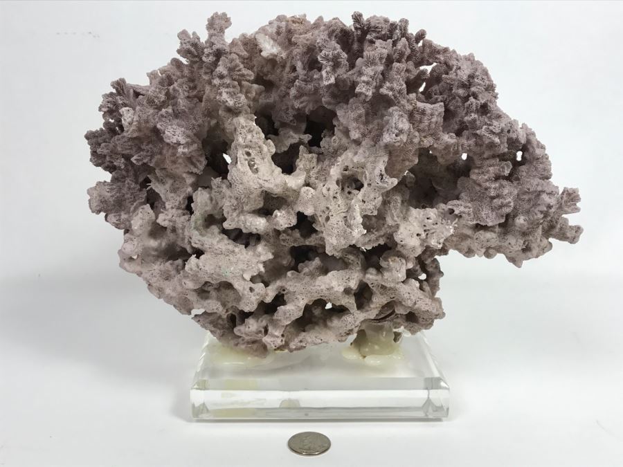 Organic Coral Sculpture On Acrylic Base [Photo 2]