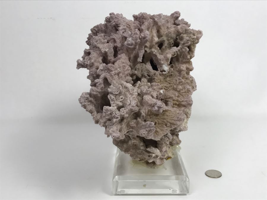 Organic Coral Sculpture On Acrylic Base [Photo 10]