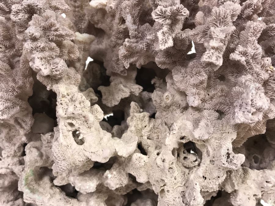 Organic Coral Sculpture On Acrylic Base [Photo 5]