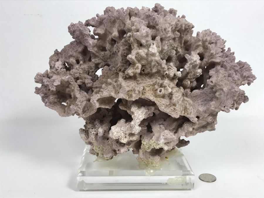Organic Coral Sculpture On Acrylic Base [Photo 8]