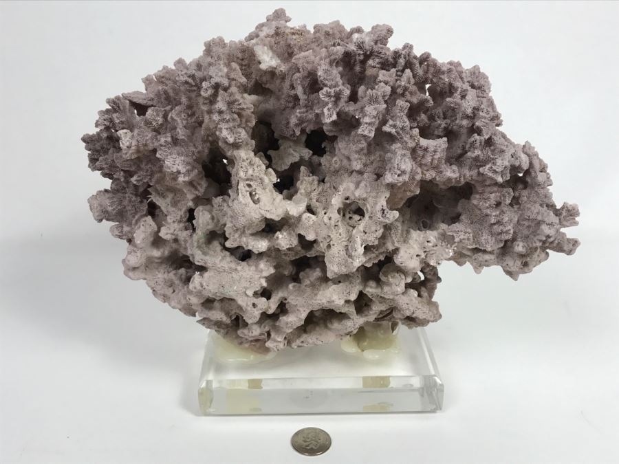 Organic Coral Sculpture On Acrylic Base [Photo 3]