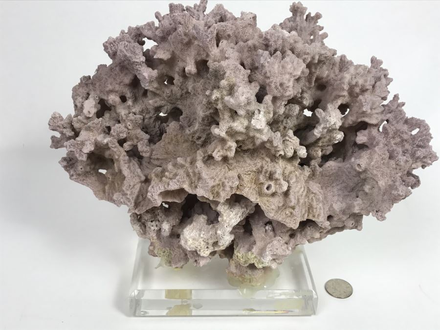 Organic Coral Sculpture On Acrylic Base [Photo 9]