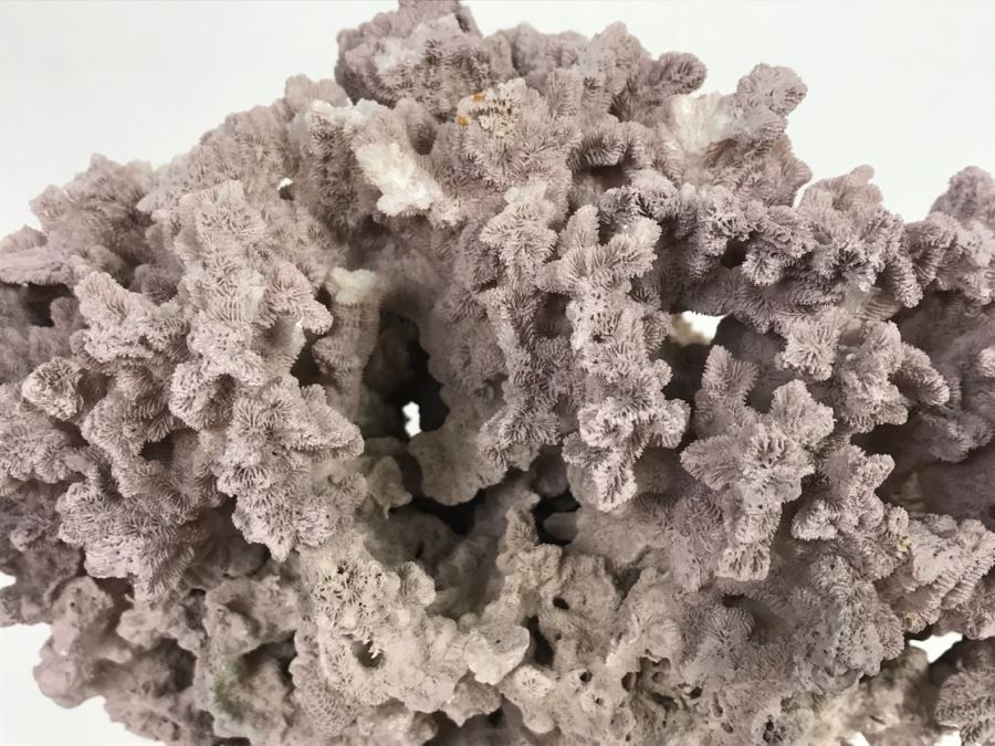 Organic Coral Sculpture On Acrylic Base [Photo 6]