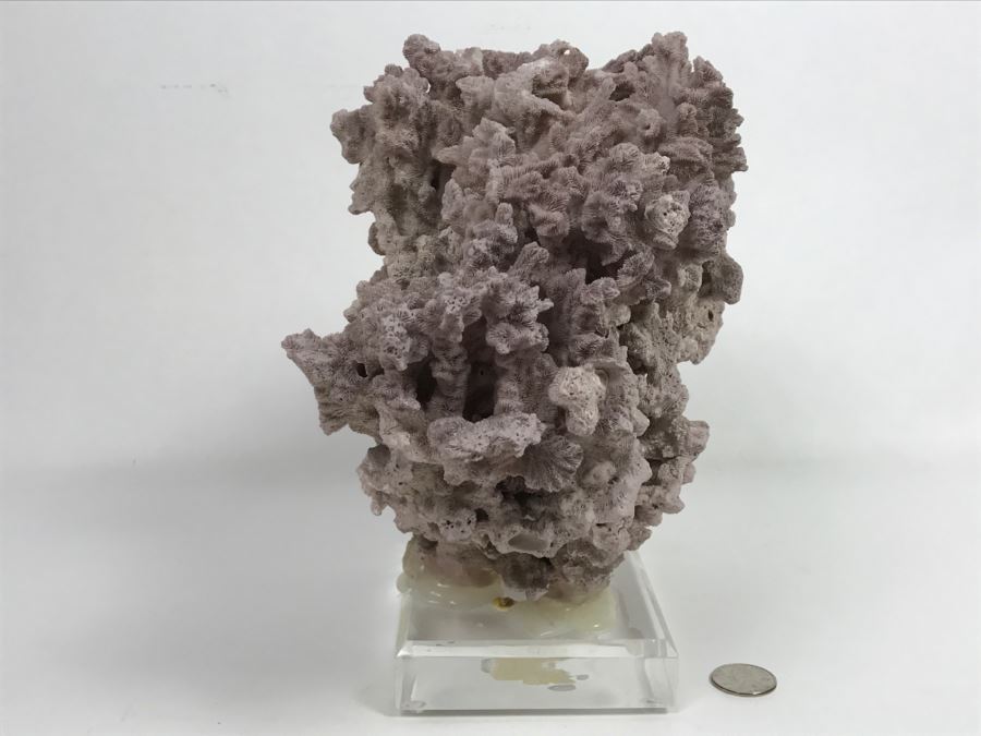 Organic Coral Sculpture On Acrylic Base [Photo 7]