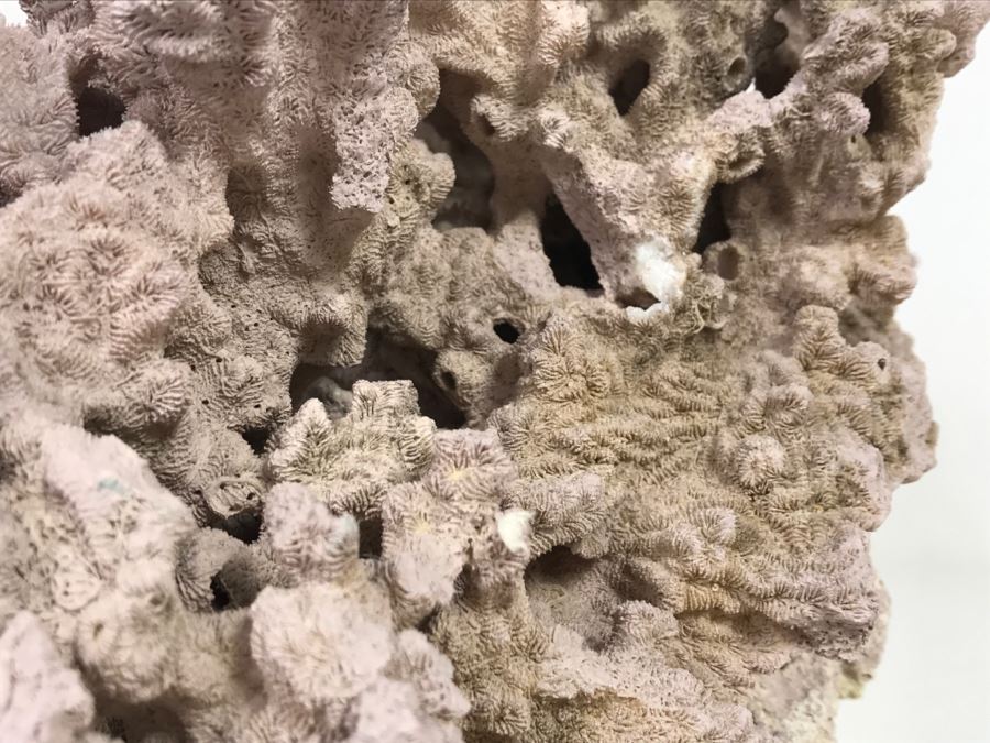 Organic Coral Sculpture On Acrylic Base [Photo 12]