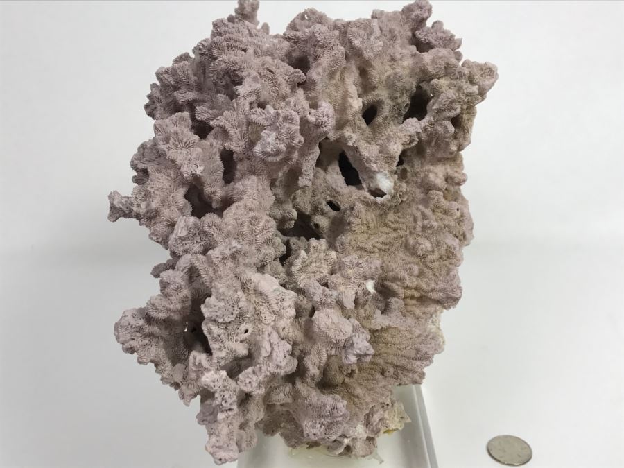Organic Coral Sculpture On Acrylic Base [Photo 11]