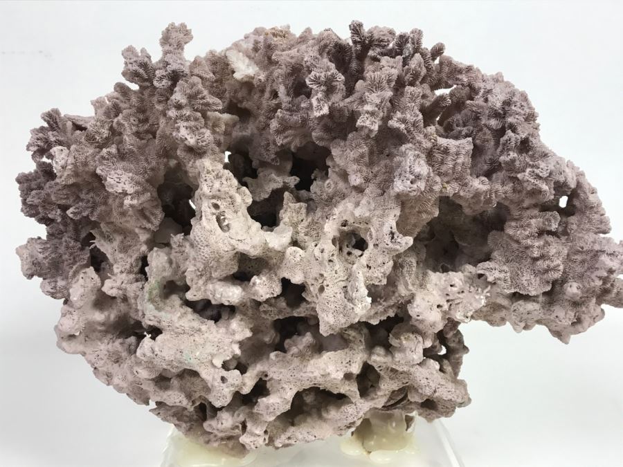 Organic Coral Sculpture On Acrylic Base [Photo 4]