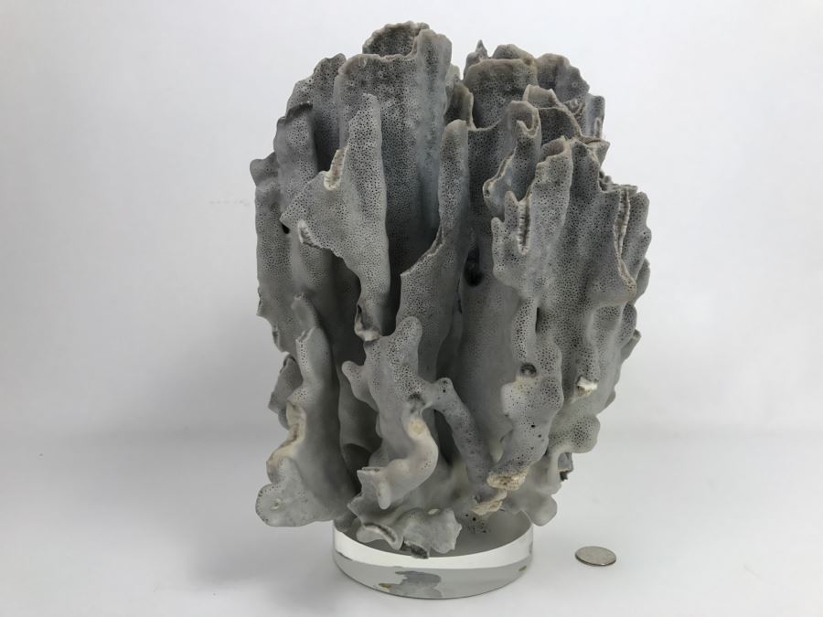Organic Coral Sculpture On Acrylic Base [Photo 1]