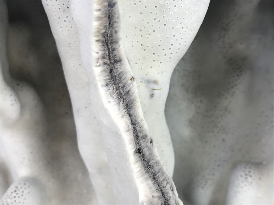 Organic Coral Sculpture On Acrylic Base [Photo 7]