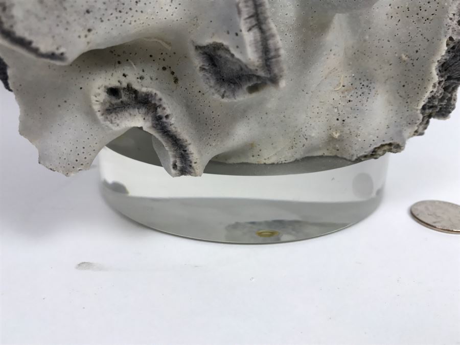 Organic Coral Sculpture On Acrylic Base [Photo 11]