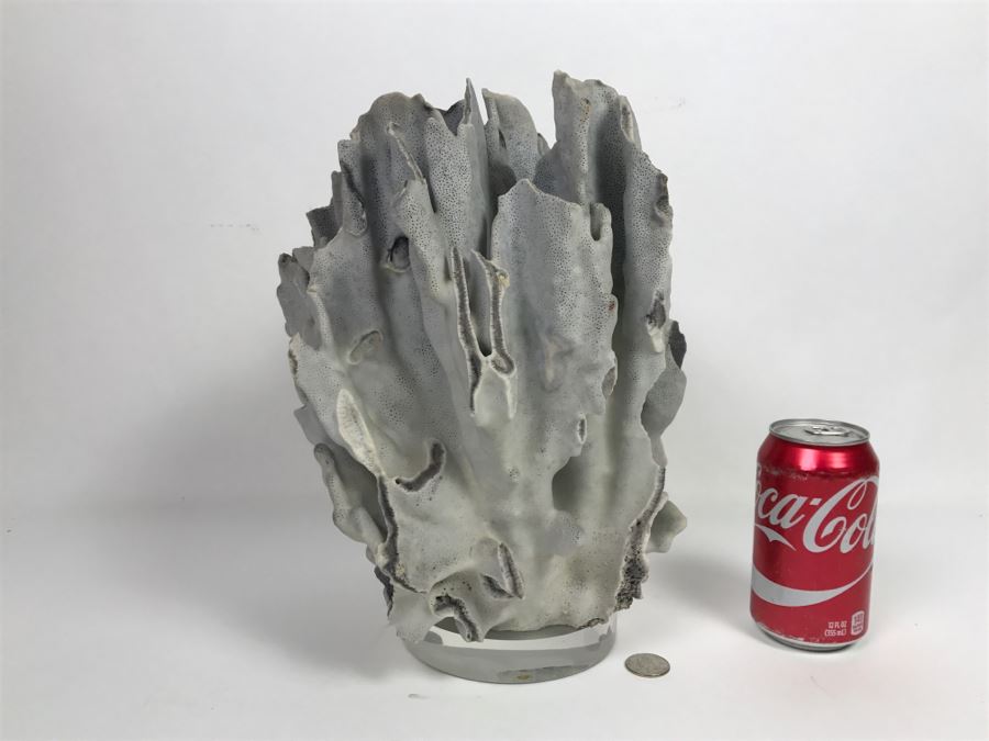 Organic Coral Sculpture On Acrylic Base [Photo 13]