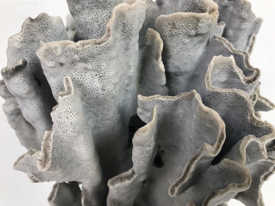 Organic Coral Sculpture On Acrylic Base [Photo 3]