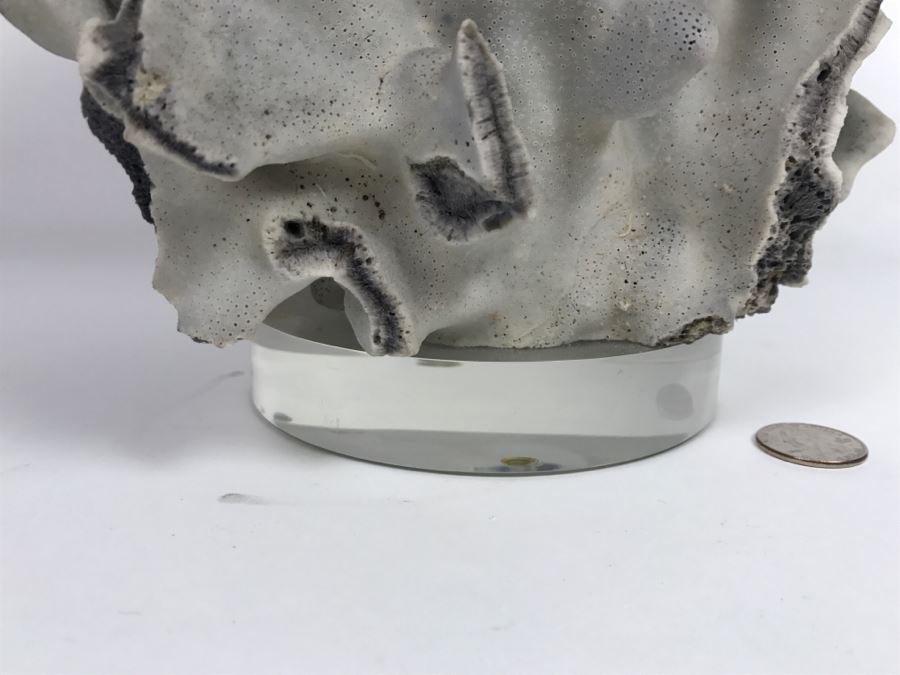 Organic Coral Sculpture On Acrylic Base [Photo 12]