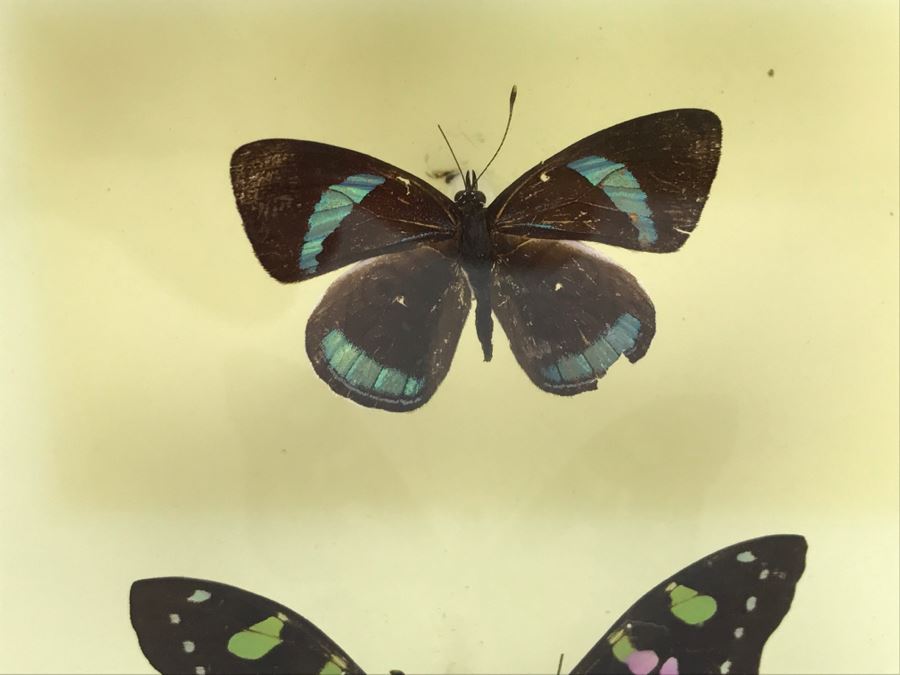 Butterfly Display Artwork In Acrylic Shawdow Box Display (2) Lavender Jewel Butterflies From Australia And (1) Amazon Jewel Butterfly From Ken Denton The Butterfly Man Laguna Beach, CA [Photo 5]