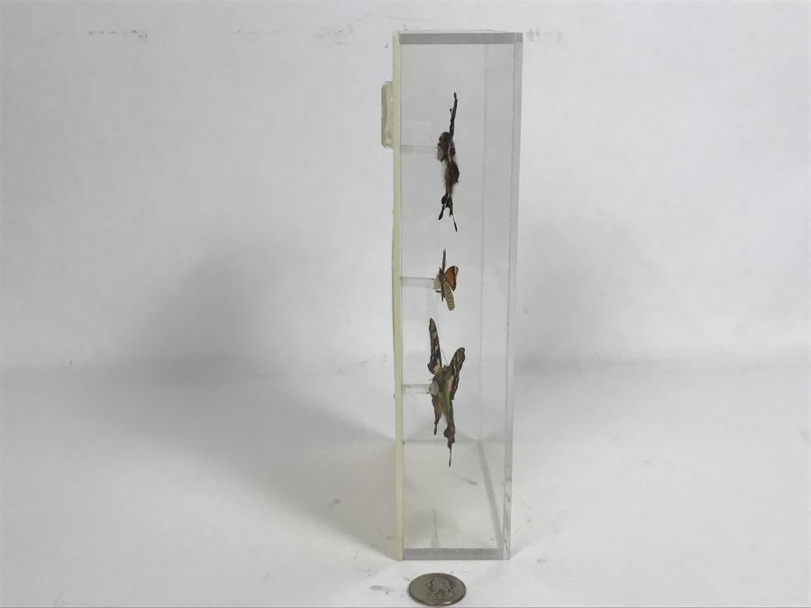 Butterfly Display Artwork In Acrylic Shawdow Box Display (2) Lavender Jewel Butterflies From Australia And (1) Amazon Jewel Butterfly From Ken Denton The Butterfly Man Laguna Beach, CA [Photo 8]