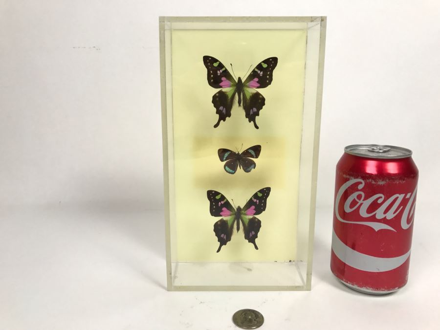 Butterfly Display Artwork In Acrylic Shawdow Box Display (2) Lavender Jewel Butterflies From Australia And (1) Amazon Jewel Butterfly From Ken Denton The Butterfly Man Laguna Beach, CA [Photo 10]