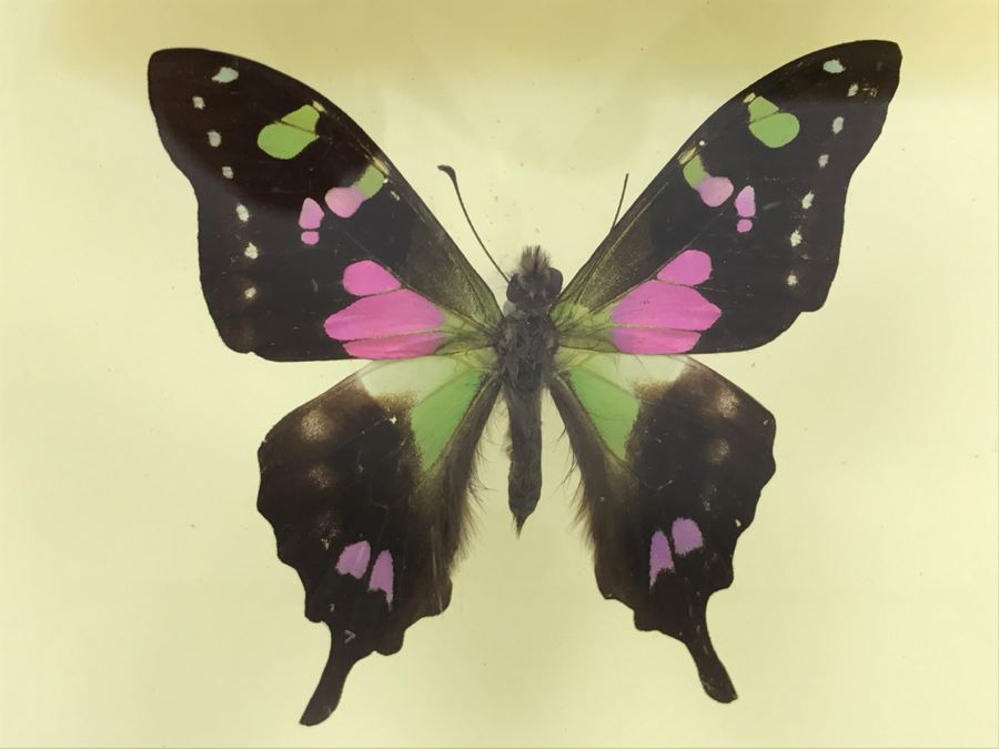 Butterfly Display Artwork In Acrylic Shawdow Box Display (2) Lavender Jewel Butterflies From Australia And (1) Amazon Jewel Butterfly From Ken Denton The Butterfly Man Laguna Beach, CA [Photo 6]