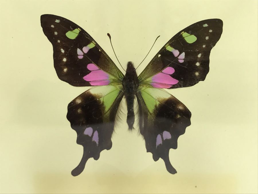 Butterfly Display Artwork In Acrylic Shawdow Box Display (2) Lavender Jewel Butterflies From Australia And (1) Amazon Jewel Butterfly From Ken Denton The Butterfly Man Laguna Beach, CA [Photo 2]