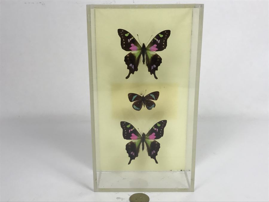 Butterfly Display Artwork In Acrylic Shawdow Box Display (2) Lavender Jewel Butterflies From Australia And (1) Amazon Jewel Butterfly From Ken Denton The Butterfly Man Laguna Beach, CA [Photo 1]