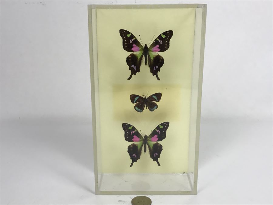 Butterfly Display Artwork In Acrylic Shawdow Box Display (2) Lavender Jewel Butterflies From Australia And (1) Amazon Jewel Butterfly From Ken Denton The Butterfly Man Laguna Beach, CA