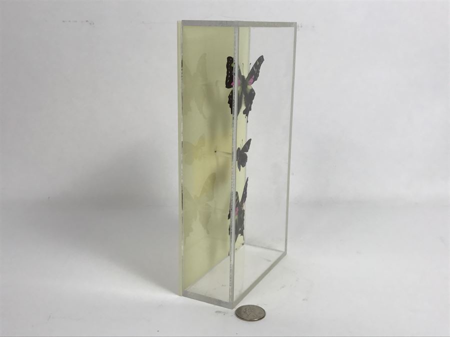 Butterfly Display Artwork In Acrylic Shawdow Box Display (2) Lavender Jewel Butterflies From Australia And (1) Amazon Jewel Butterfly From Ken Denton The Butterfly Man Laguna Beach, CA [Photo 7]