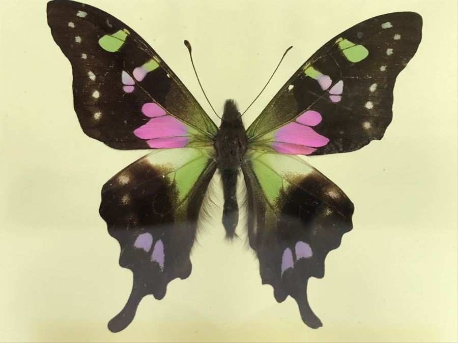 Butterfly Display Artwork In Acrylic Shawdow Box Display (2) Lavender Jewel Butterflies From Australia And (1) Amazon Jewel Butterfly From Ken Denton The Butterfly Man Laguna Beach, CA [Photo 4]