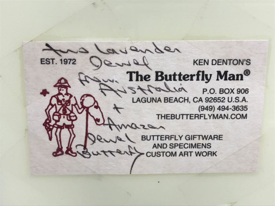 Butterfly Display Artwork In Acrylic Shawdow Box Display (2) Lavender Jewel Butterflies From Australia And (1) Amazon Jewel Butterfly From Ken Denton The Butterfly Man Laguna Beach, CA [Photo 9]