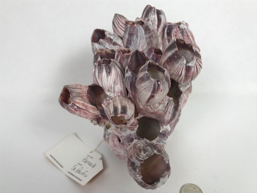 Organic Barnacle From The South Pacific Handcrafted In Maui [Photo 9]