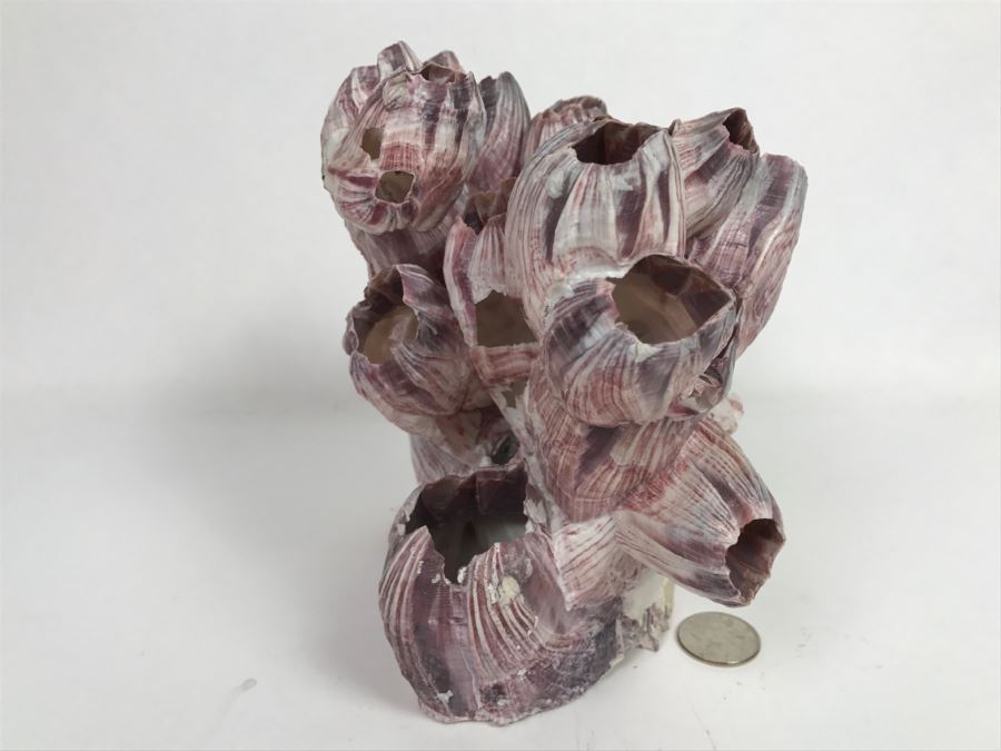 Organic Barnacle From The South Pacific Handcrafted In Maui [Photo 11]