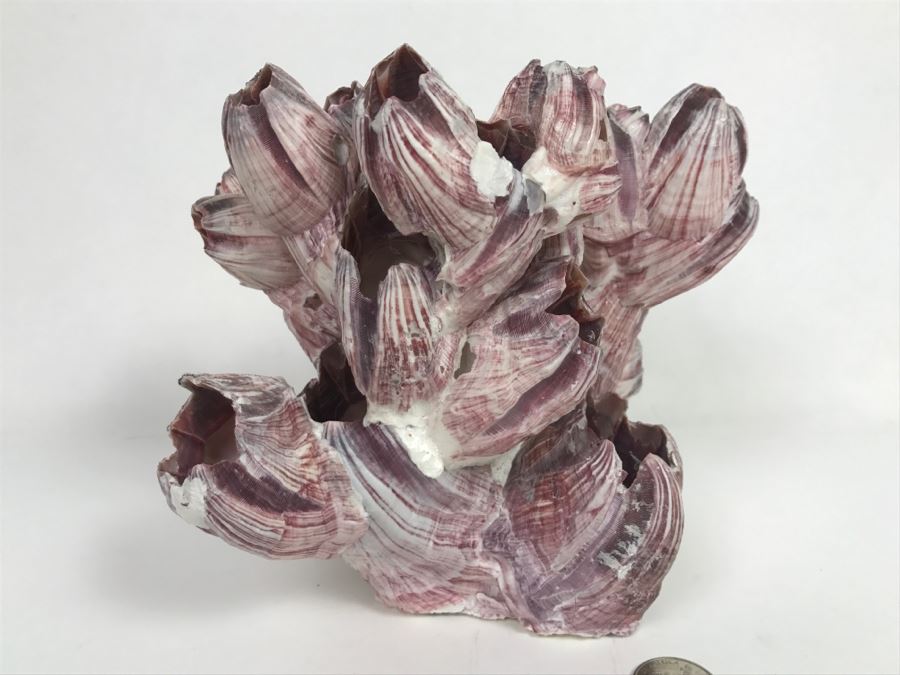 Organic Barnacle From The South Pacific Handcrafted In Maui [Photo 10]