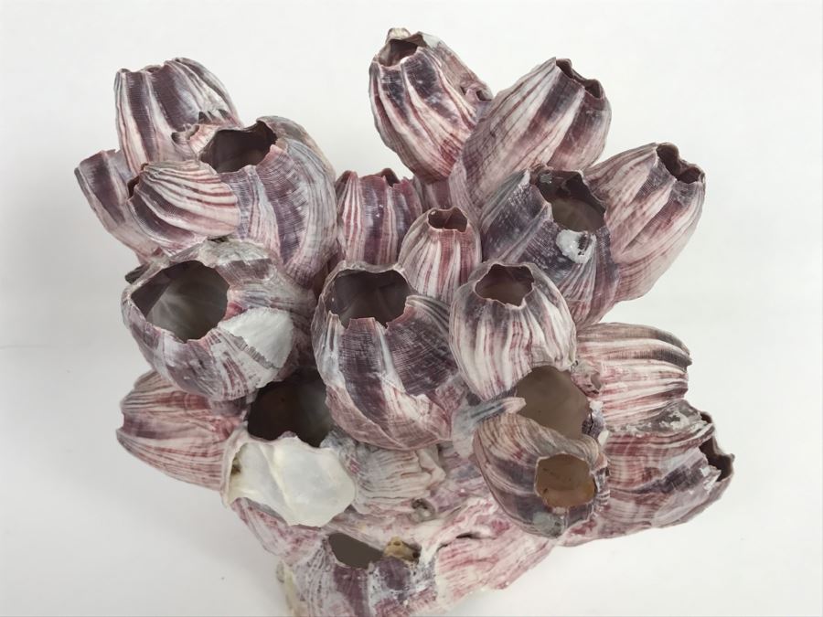 Organic Barnacle From The South Pacific Handcrafted In Maui [Photo 5]