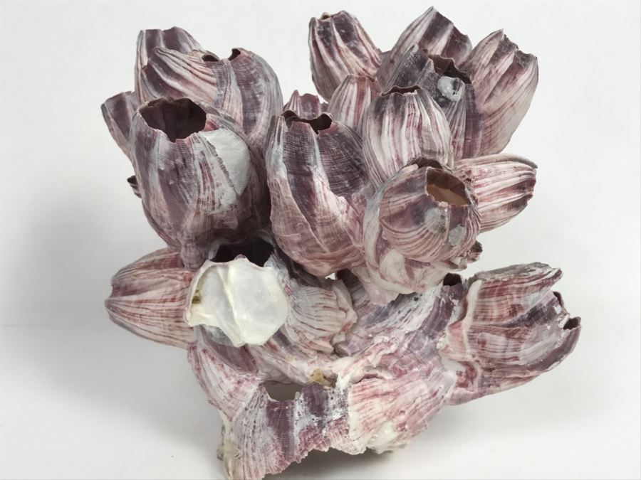 Organic Barnacle From The South Pacific Handcrafted In Maui [Photo 4]