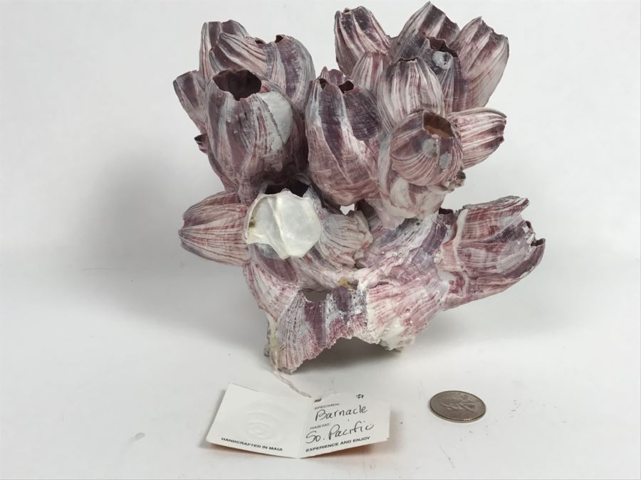 Organic Barnacle From The South Pacific Handcrafted In Maui [Photo 3]