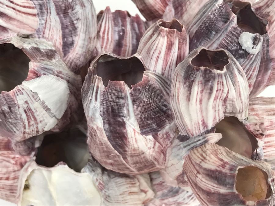 Organic Barnacle From The South Pacific Handcrafted In Maui [Photo 7]