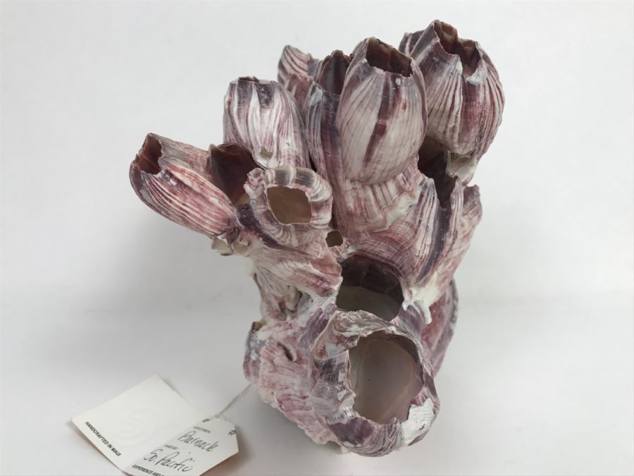 Organic Barnacle From The South Pacific Handcrafted In Maui [Photo 8]
