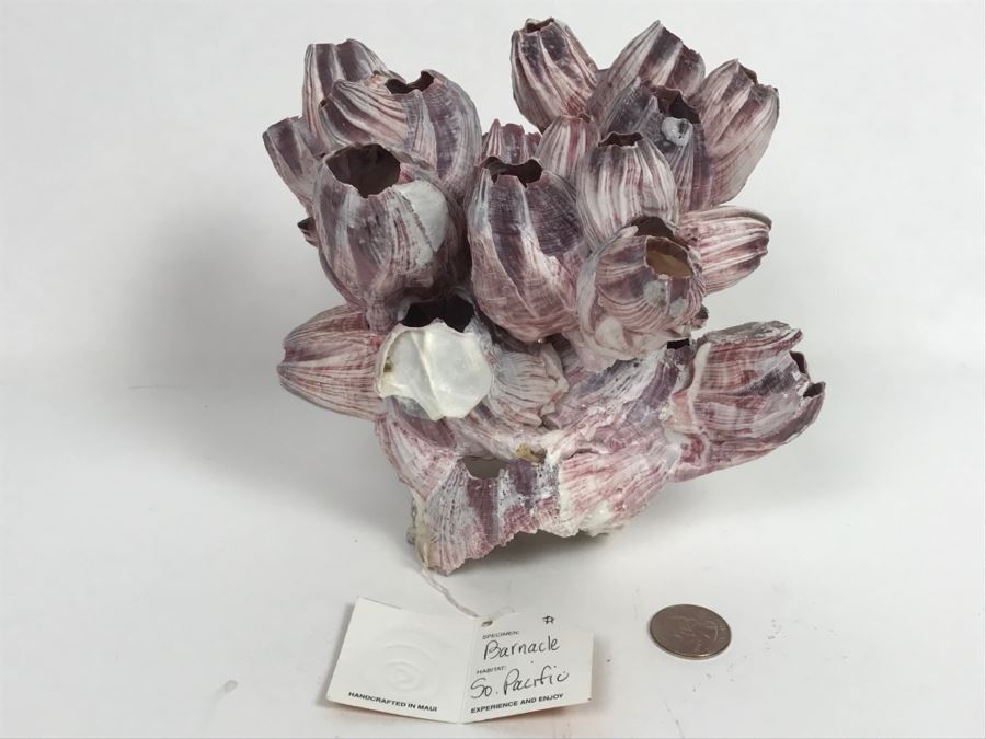 Organic Barnacle From The South Pacific Handcrafted In Maui [Photo 2]
