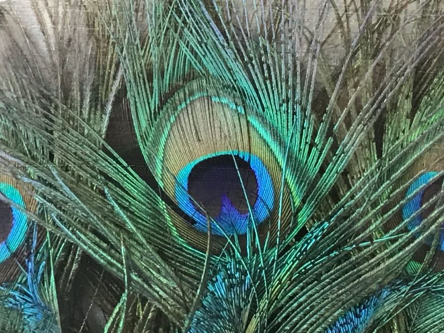 Shadow Box Framed Set Of (3) Vintage Peacock Fans [Photo 7]