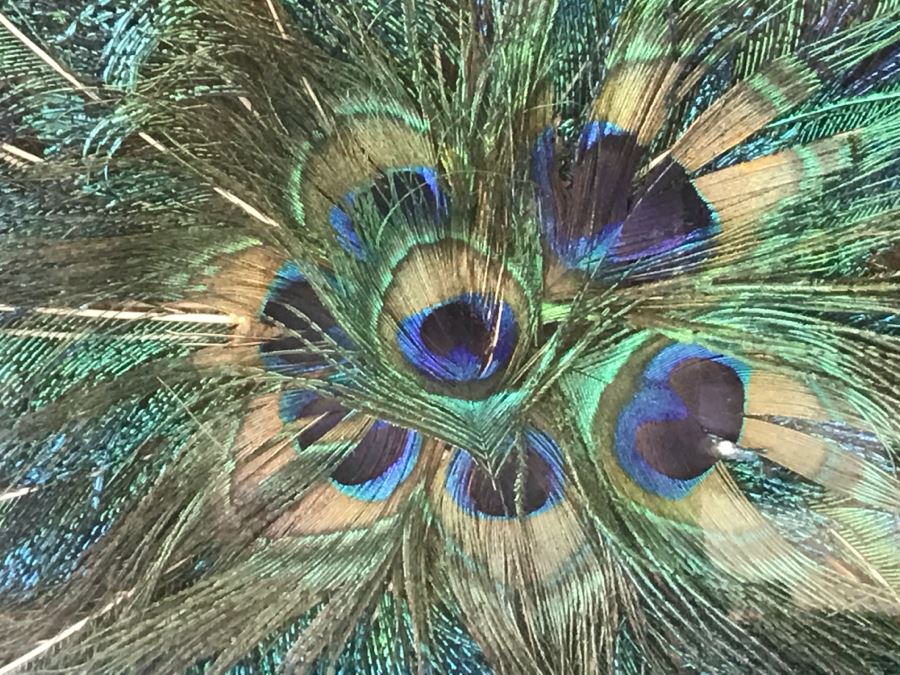 Shadow Box Framed Set Of (3) Vintage Peacock Fans [Photo 6]