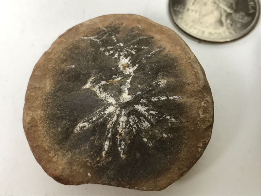 Pair Of Split Open Fossil Rocks [Photo 7]