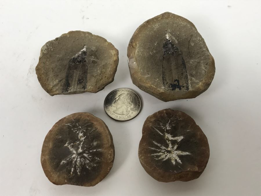 Pair Of Split Open Fossil Rocks