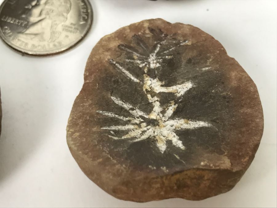 Pair Of Split Open Fossil Rocks [Photo 8]