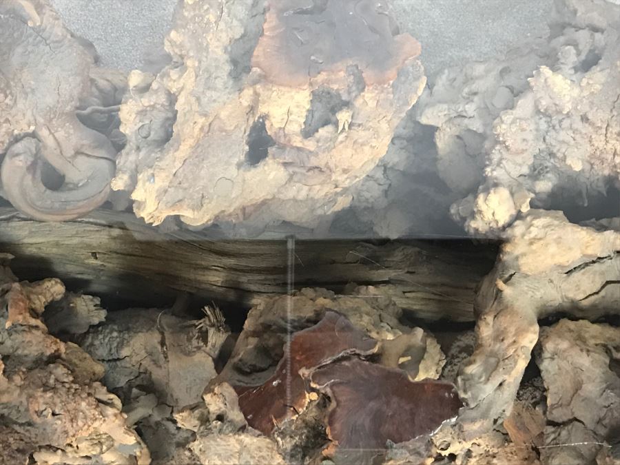 Impressive Organic Burl Wood Coffee Table Base With 3/4' Amoeba Glass Top [Photo 14]