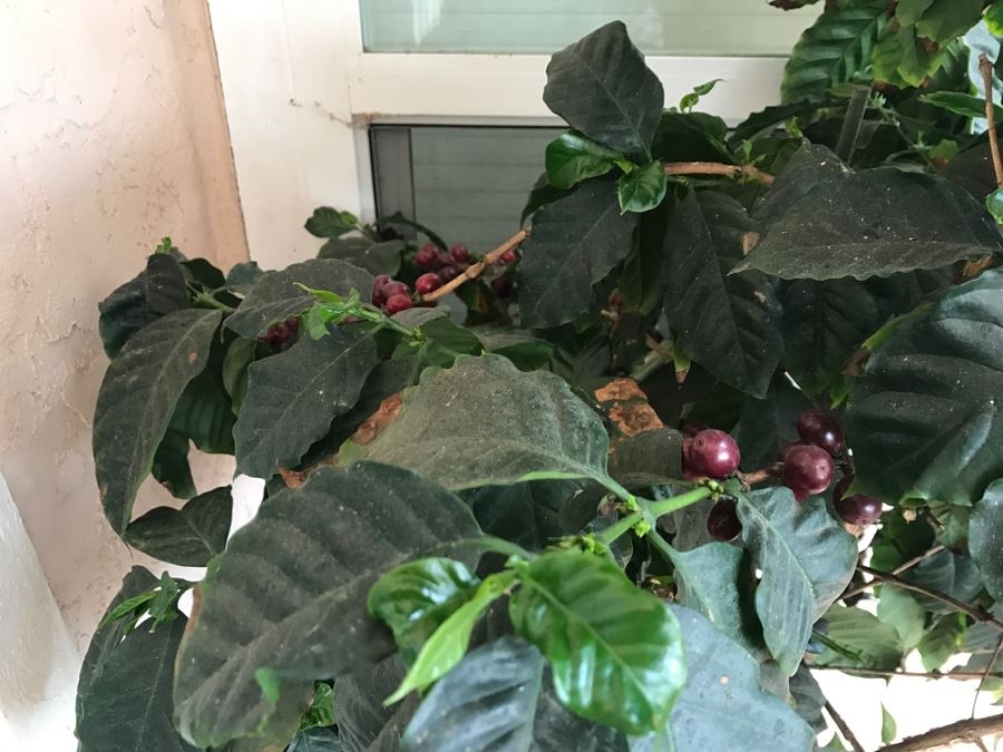 Large Coffee Bean Tree In 18' Pot - Roast Your Own Coffee Beans [Photo 5]