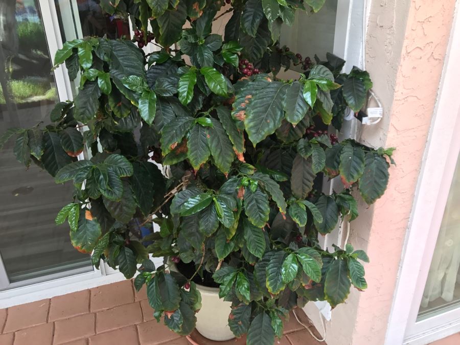 Large Coffee Bean Tree In 18' Pot - Roast Your Own Coffee Beans [Photo 8]