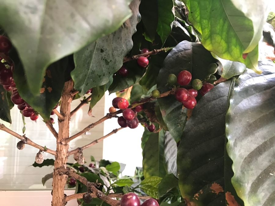 Large Coffee Bean Tree In 18' Pot - Roast Your Own Coffee Beans [Photo 4]