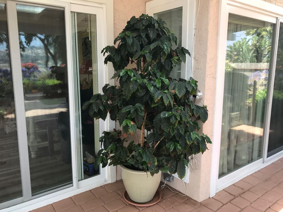 Large Coffee Bean Tree In 18' Pot - Roast Your Own Coffee Beans [Photo 3]