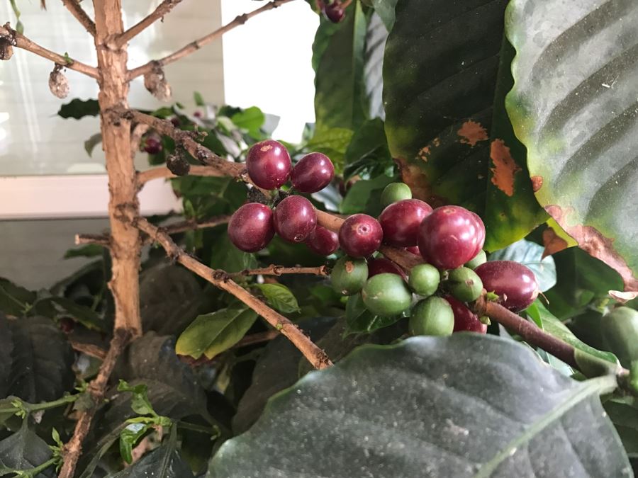 Large Coffee Bean Tree In 18' Pot - Roast Your Own Coffee Beans [Photo 2]