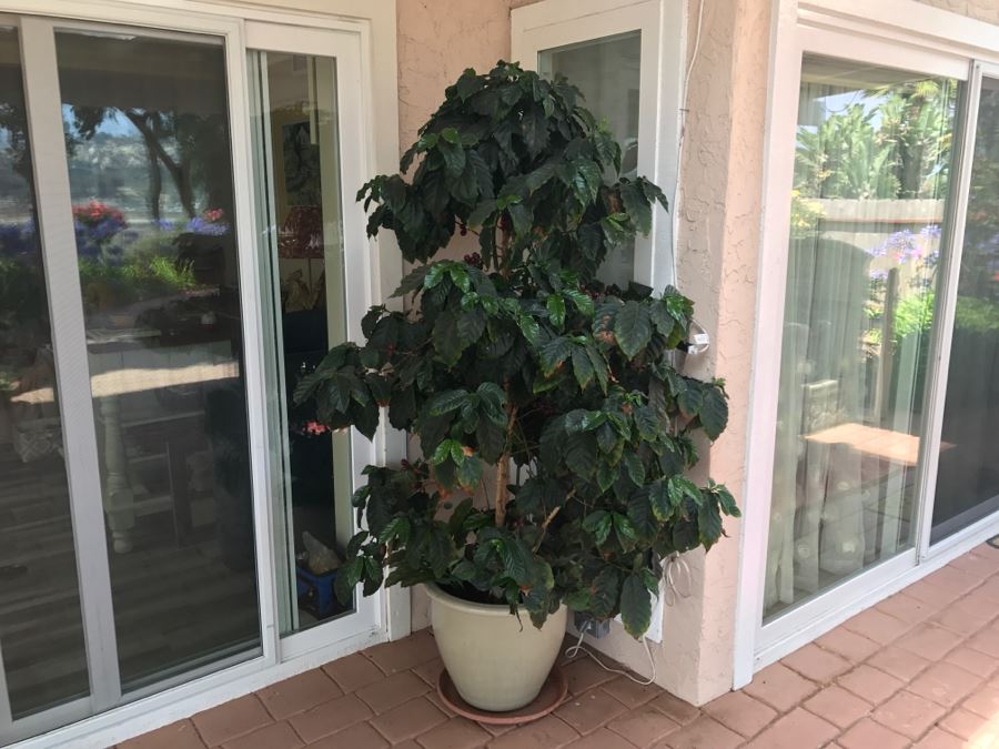 Large Coffee Bean Tree In 18' Pot - Roast Your Own Coffee Beans